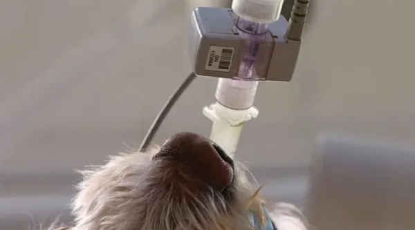 Five common anesthesia complications in dogs and cats