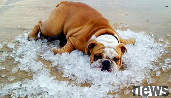 What are the symptoms of heat stroke in dogs and how to prevent it!