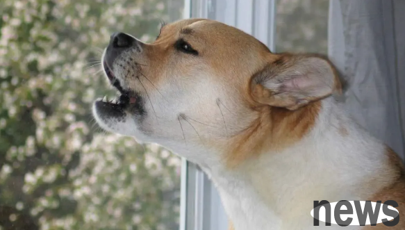 4 effective ways to stop dogs from barking