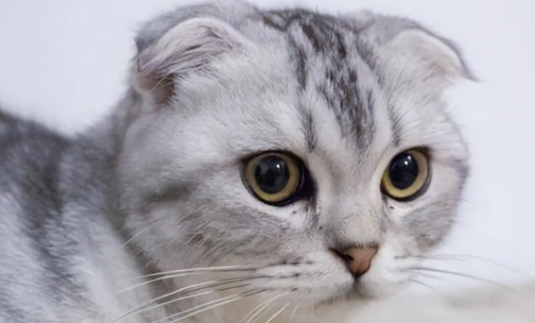 The cat world is 