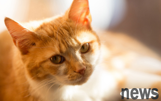 Can cats heal themselves if they suddenly change their food? How to change the food for cats?