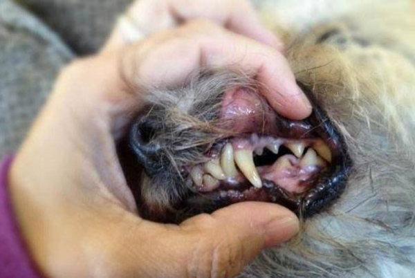 Why do dogs suffer from periodontitis? How to treat periodontitis in dogs?
