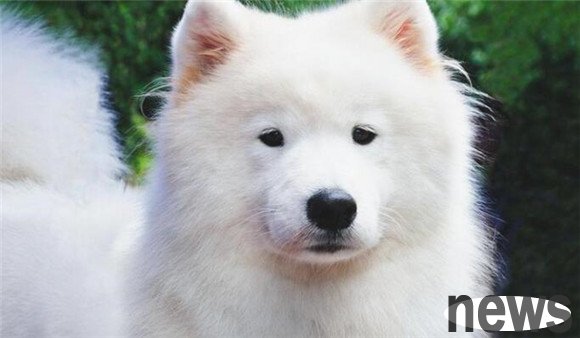 What is the reason why dogs don’t eat? What should I do?