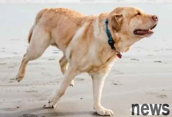 What s wrong with dogs leaking urine? Look here if you don’t know!