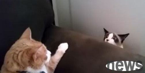The cat star couple had a cold war, and the male cat s eyes were frozen and he landed on the sofa to take refuge